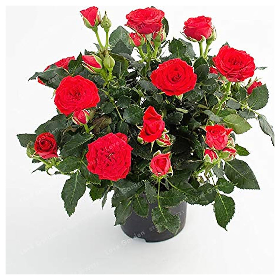 European Rose Tree Rosa Spp For Ornamental Garden Growth Flower Seeds for Home Garden Planting, | Neera Seeds product photo [neera-v4-80edfc1c4b5af2e9402b]