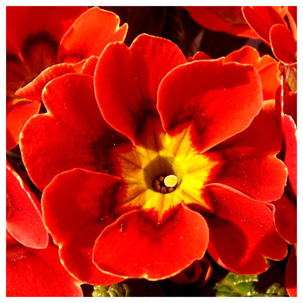 Heirloom Non-GMO Red Primrose Flower Seeds for Planting – Organic Garden Seeds with High Germination Vibrant Blooms | Neera Seeds product photo [neera-v4-80fc696410637bddd535]