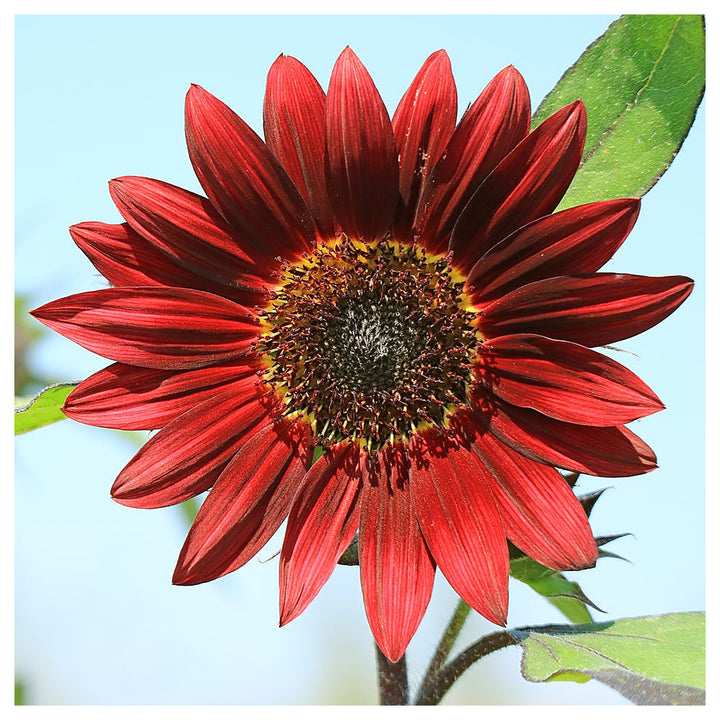 Heirloom Non-GMO Sunflower Plant Seeds for Planting – Bright, Tall Garden Blooms for Pollinators | Neera Seeds product photo [neera-v4-80fd40c4cd2f27bae6c7]