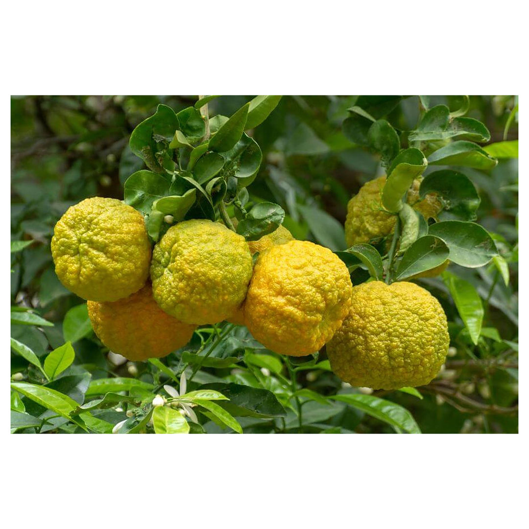 Yellow Bergamot Seeds for Planting – Heirloom, Non-GMO, High Germination Organic Garden Seeds for Tea, Pollinator & | Neera Seeds product photo [neera-v4-80fd6969e121d4711fec]