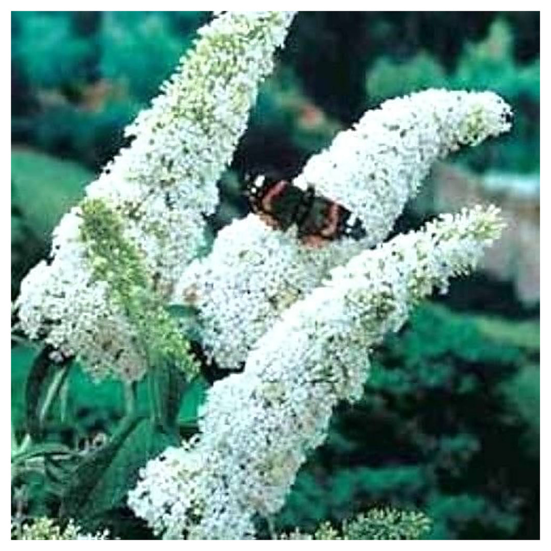 White Butterfly Bush Buddleia Davidii Seeds for Planting – Attract Pollinators, Non-GMO | Neera Seeds product photo [neera-v4-8100323ed52f1274f5f7]