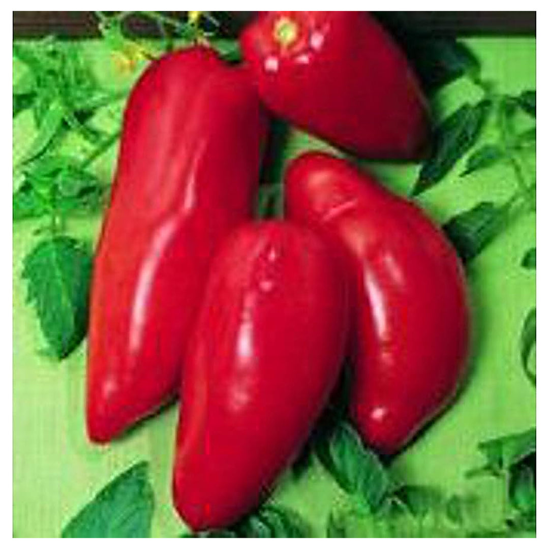 Red Opalka Seeds for Planting – Heirloom, Non-GMO, Organic Garden Seeds, High Germination Tomato Seeds | Neera Seeds product photo [neera-v4-8103ad623488c95f705f]