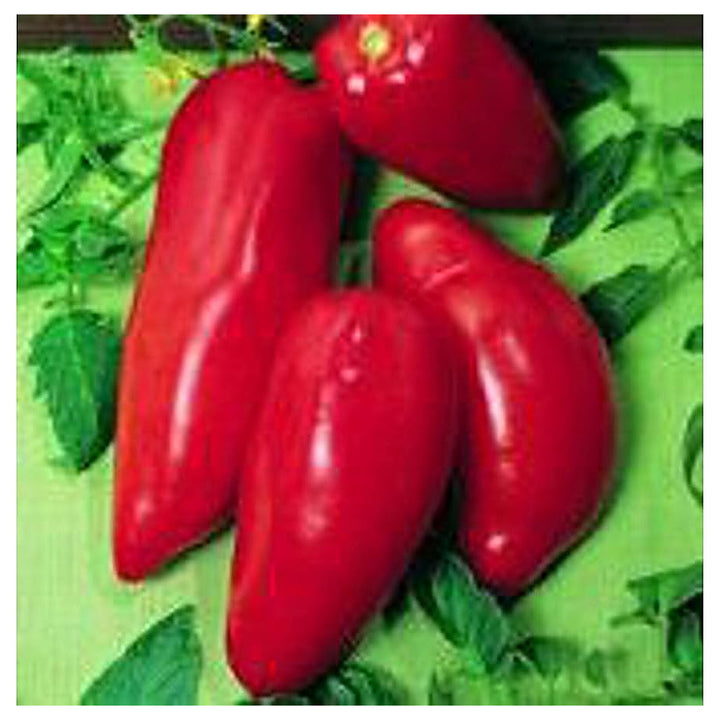 Red Opalka Seeds for Planting – Heirloom, Non-GMO, Organic Garden Seeds, High Germination Tomato Seeds | Neera Seeds product photo [neera-v4-8103ad623488c95f705f]