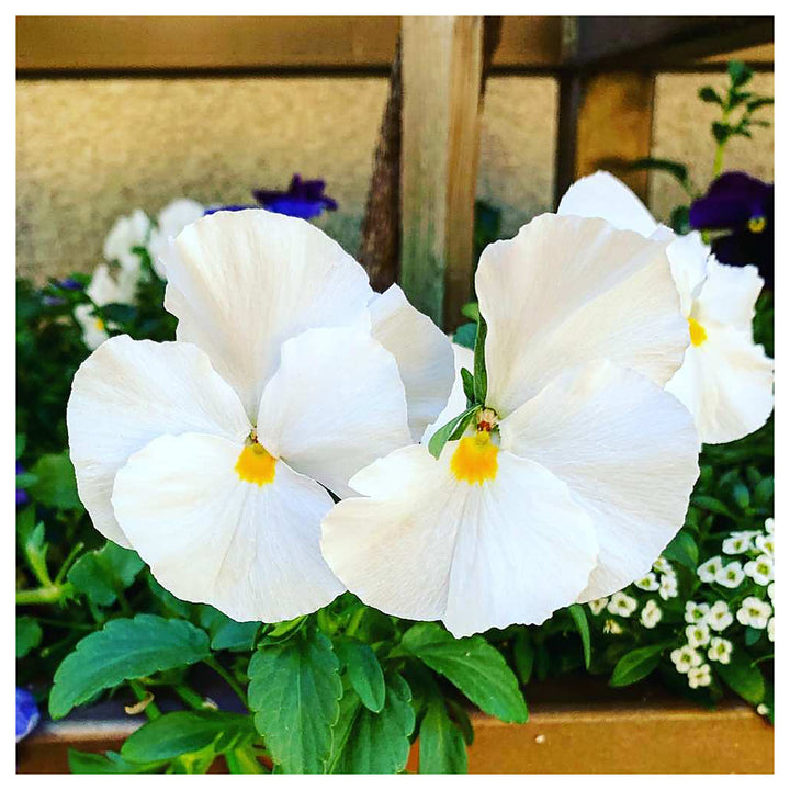 Heirloom Tricolor Pansy Flower Seeds for Planting, Non-GMO, Organic, White Blooms | Neera Seeds product photo [neera-v4-81044df18118e3805538]