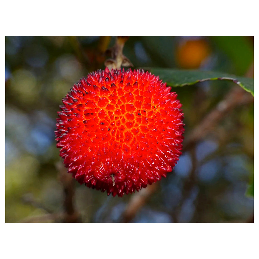 Arbutus Unedo Strawberry Tree Seeds for Planting – Heirloom Non-GMO Evergreen Fruit Tree Seeds, High Germination | Neera Seeds product photo [neera-v4-81220a854cc1f0f2e128]