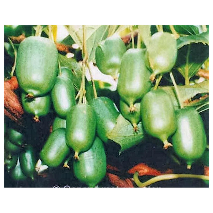 Green Actinidia Kolomikta Plant Seeds for Planting – Hardy Kiwi Plants, Heirloom &amp; Non-GMO Seeds | Neera Seeds product photo [neera-v4-8122a74879ba288e2cc4]