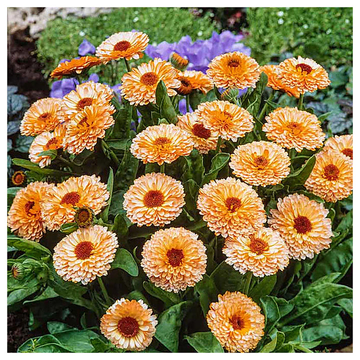 Heirloom Pink Marigold Flower Seeds - Non-GMO, High Germination Organic Garden Seeds for Planting Vibrant Blooms | Neera Seeds product photo [neera-v4-812454777991b02c2730]