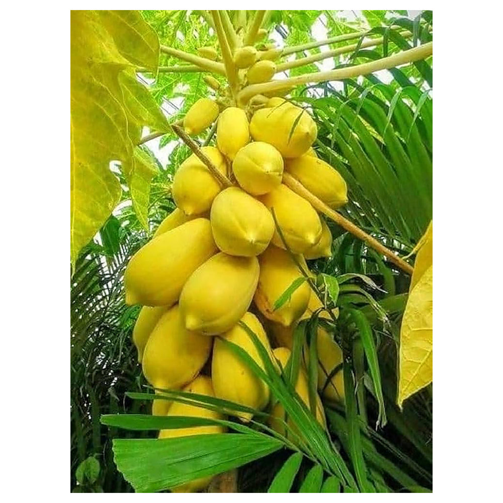 Light Yellow Papaya Fruit Seeds – Heirloom & Non-GMO Seeds for Sweet Yellow Papayas in Tropical Gardens | Neera Seeds product photo [neera-v4-812d0de40abb55125b7e]