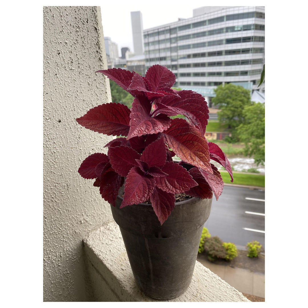 Red Dragon Coleus Plant Seeds – Heirloom Non-GMO High Germination Organic Garden Seeds for Planting | Neera Seeds product photo [neera-v4-8132aeb378744b7b6787]