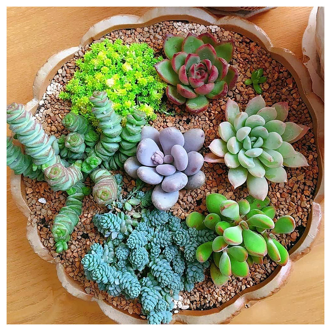 Mixed Schoenlandii Cereiformis Plant Seeds for Planting | Heirloom, Non-GMO, High Germination Organic Garden Seeds | Neera Seeds product photo [neera-v4-814712c54ca4e8be96ec]