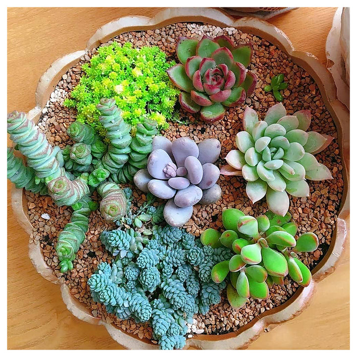 Mixed Schoenlandii Cereiformis Plant Seeds for Planting | Heirloom, Non-GMO, High Germination Organic Garden Seeds | Neera Seeds product photo [neera-v4-814712c54ca4e8be96ec]