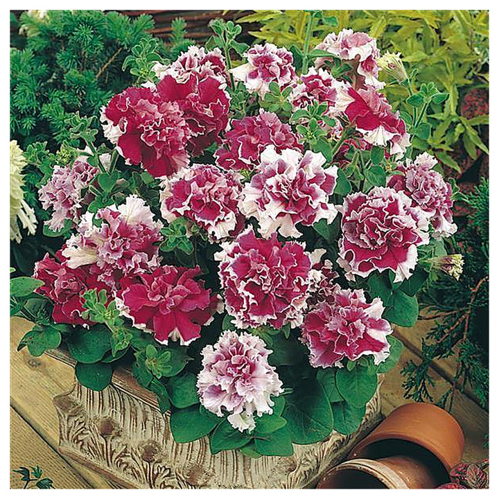 Petunia Double GF Pirouette Rose Flower Seeds for Planting - Heirloom, NON-GMO, Vibrant Blooms | Neera Seeds product photo [neera-v4-815a268fffbf879d4a2b]