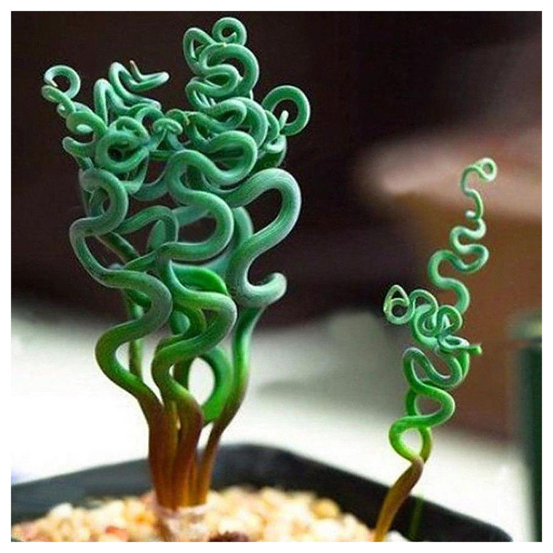 Heirloom Non-GMO Tortilis Spiral Plant Seeds for Unique Ornamental Garden Planting | Neera Seeds product photo [neera-v4-8166857d0c85c22de7dd]