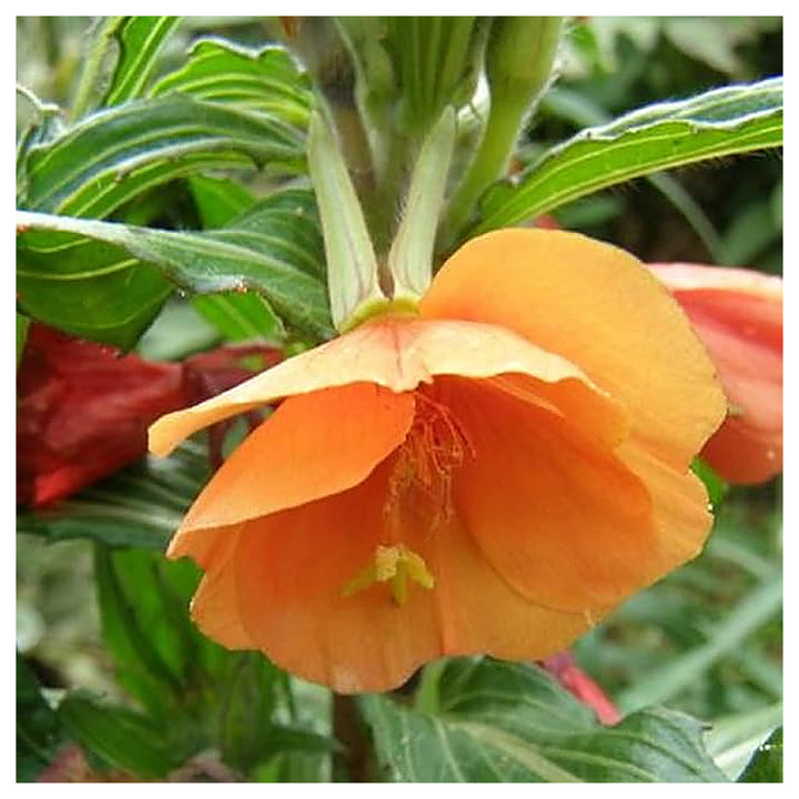 Orange Evening Primrose Seeds for Planting – Organic Heirloom Non-GMO Flower Seeds, High Germination Fragrant Bloom | Neera Seeds product photo [neera-v4-8168277121802fbbe354]