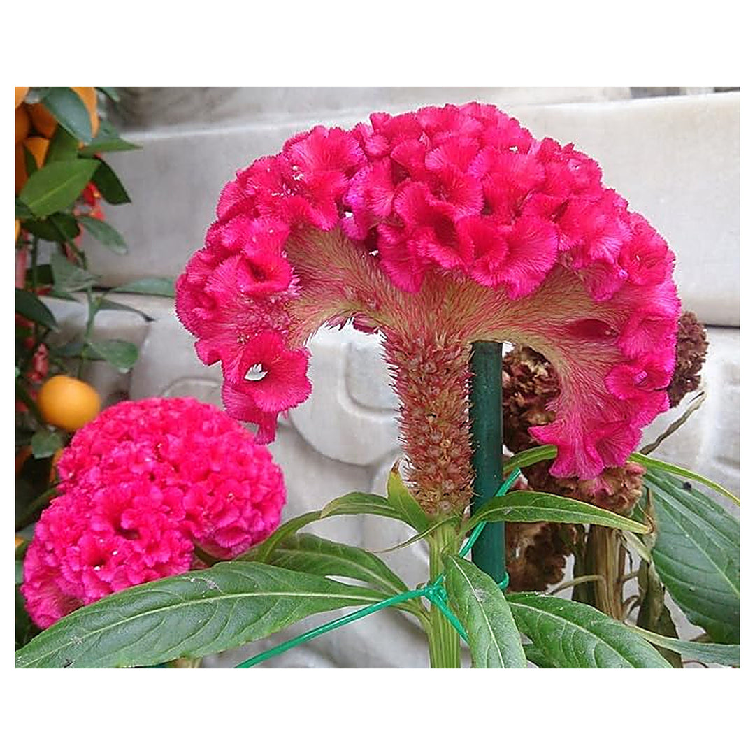 Dark Pink Celosia Seeds for Planting – Heirloom, Non-GMO, High Germination Vibrant Garden Flower Seeds | Neera Seeds product photo [neera-v4-81693699536c79d34351]