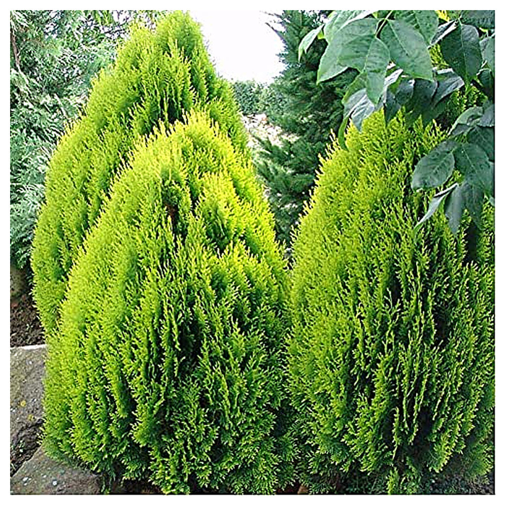 Green Thuja Orientalis Seeds for Planting – Heirloom, Non-GMO, High Germination Organic Garden Seeds for Ornamental | Neera Seeds product photo [neera-v4-816970c78677750f3f49]