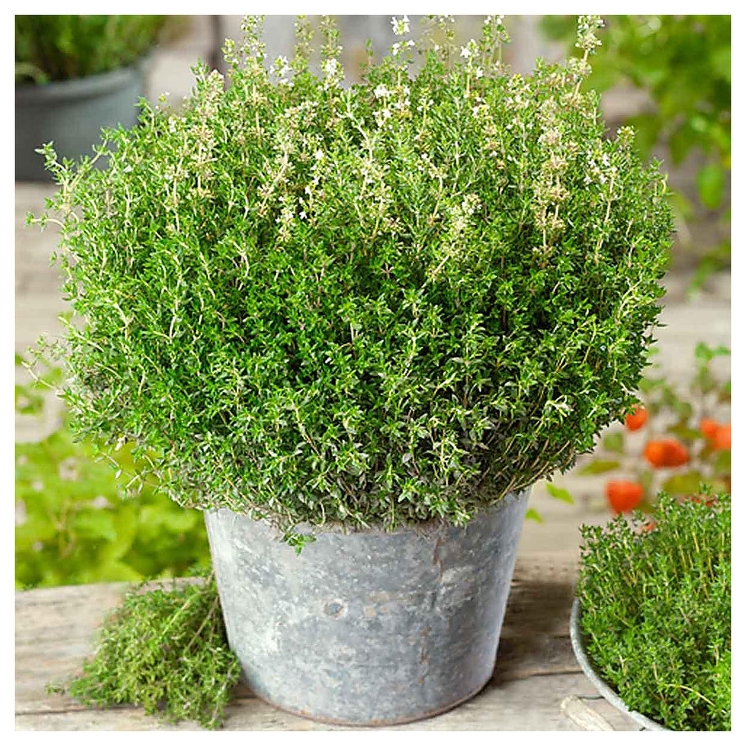 German Winter Thyme Planting Planting Non Gmo Vegetable Fruit Herb Flower Se Heirloom Non | Neera Seeds product photo [neera-v4-8169a6f2d3f0ccffdf91]