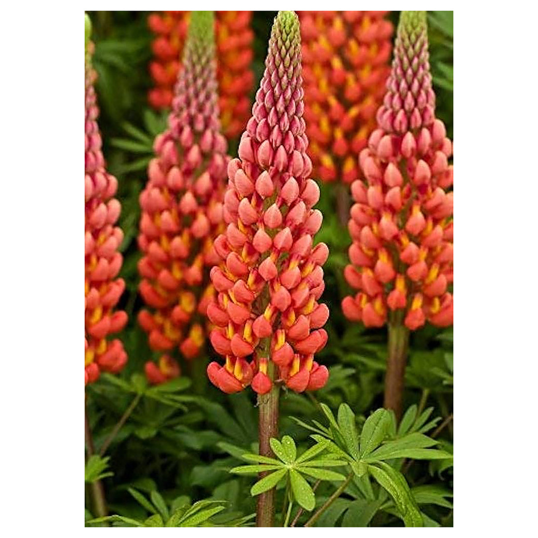 Orange Lupine Flower Seeds for Tall Spikes and Pollinator Garden Planting - Heirloom &amp; Non-GMO Garden Seeds | Neera Seeds product photo [neera-v4-81875db9fb003a00b1f0]
