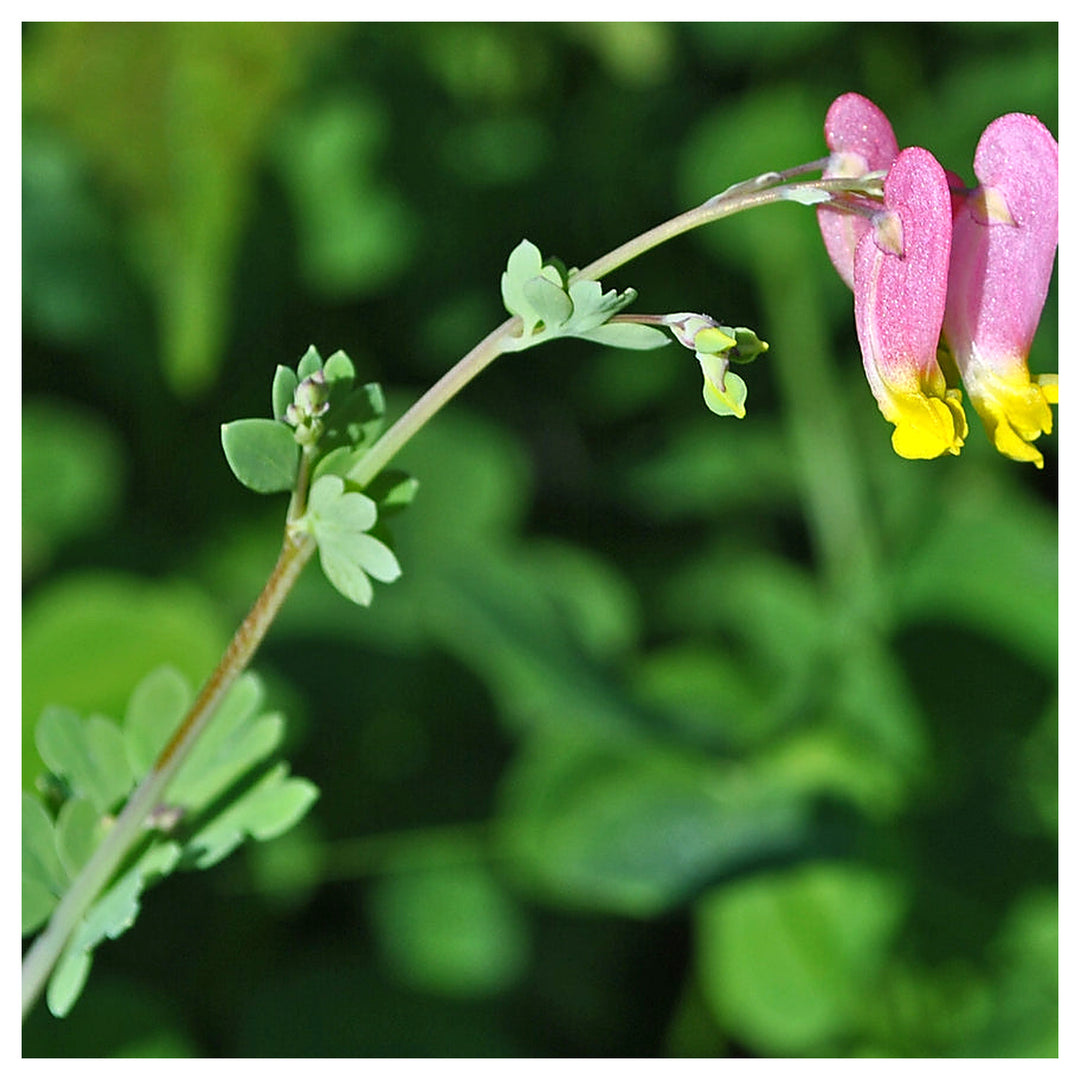 Heirloom Non-GMO Pink Rock Harlequin Flower Seeds for Woodland Wildflower Garden Plantin | Neera Seeds product photo [neera-v4-81b6ad13681479bfbd93]