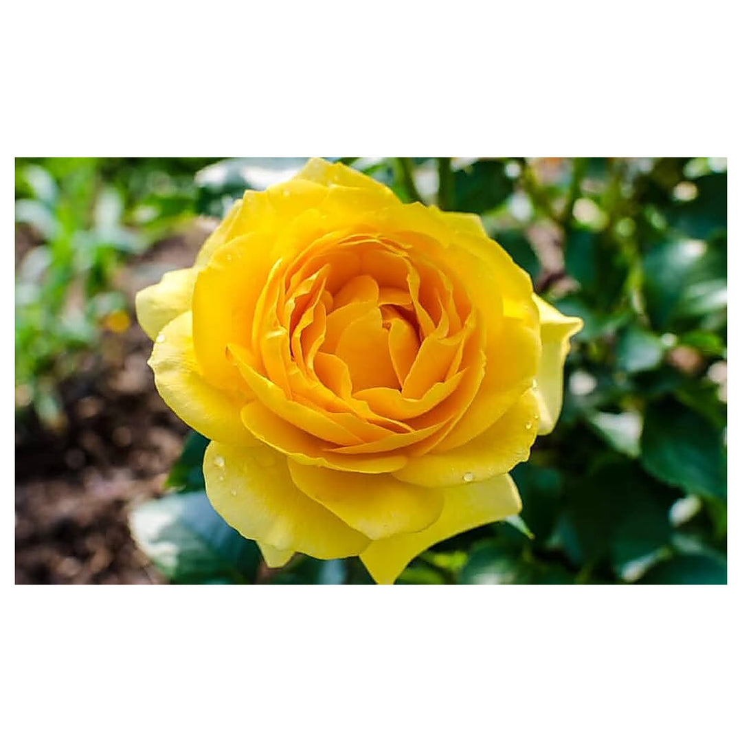 Deep Yellow Rose Plant Seeds for Planting - Non-GMO Heirloom Garden Seeds for Growing | Neera Seeds product photo [neera-v4-81b8464803bc1fb77d57]