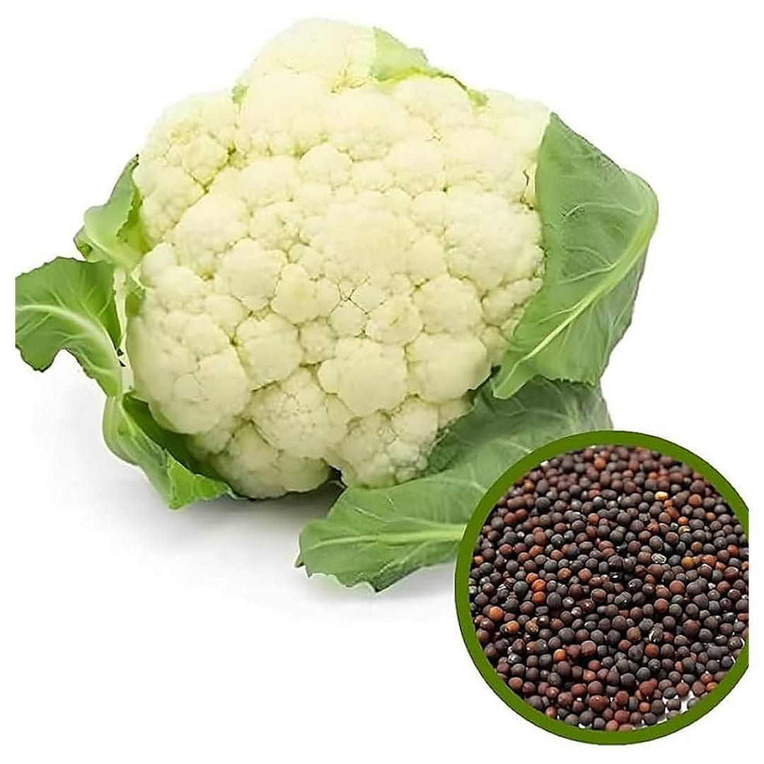 Indian Temperate Cauliflower Seeds for Planting – High-Yield, Non-GMO Vegetable Seeds for Home Garden &amp; Commercial  | Neera Seeds product photo [neera-v4-81b9889f83653048c373]