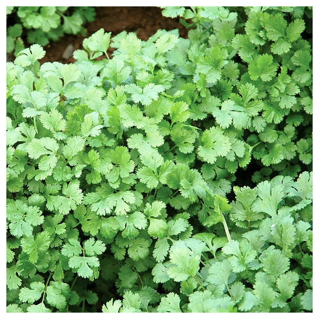 Green Coriander Vegetable Seeds for Planting - Heirloom, Non-GMO, Organic Garden Seeds, High Germination | Neera Seeds product photo [neera-v4-81bc5c994fe47c0ff9c6]