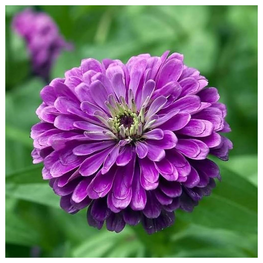 Purple Zinnia Flower Seeds for Garden Planting – Bright Blooms, Non-GMO, Heirloom Seeds | Neera Seeds product photo [neera-v4-81c242649dae55923733]