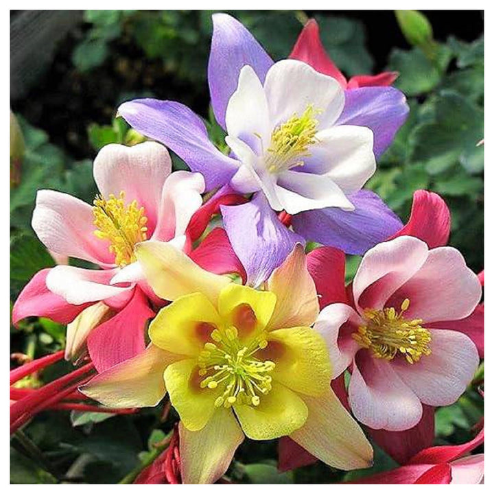 Heirloom Non-GMO Multi-Colored Columbine Flower Seeds for Planting – Vibrant Perennial Garden Seeds | Neera Seeds product photo [neera-v4-81cd24bd0a75f56e4717]