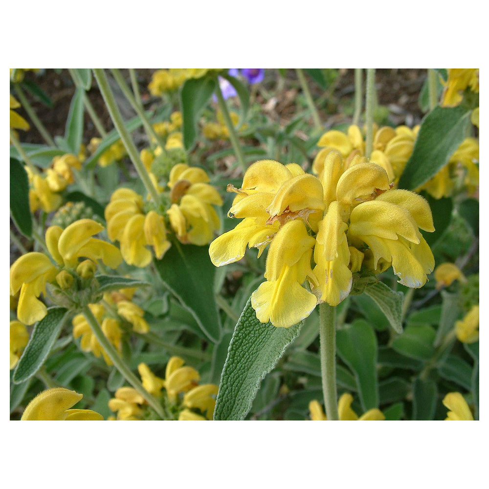 Yellow Jerusalem Sage Flower Seeds for Planting – Heirloom & Non-GMO Garden Blooms | Neera Seeds product photo [neera-v4-81cd83683c39efbb3db8]