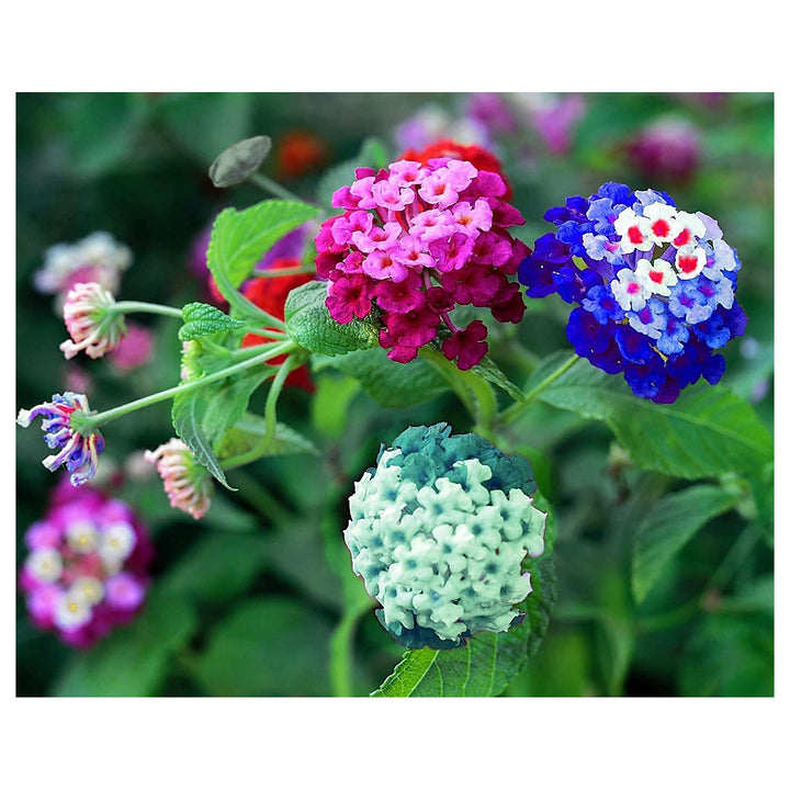 Mixed Lantana Camara Flower Seeds – Organic, Heirloom, Non-GMO Seeds for Planting | Neera Seeds product photo [neera-v4-81d685e14eb1847fd696]