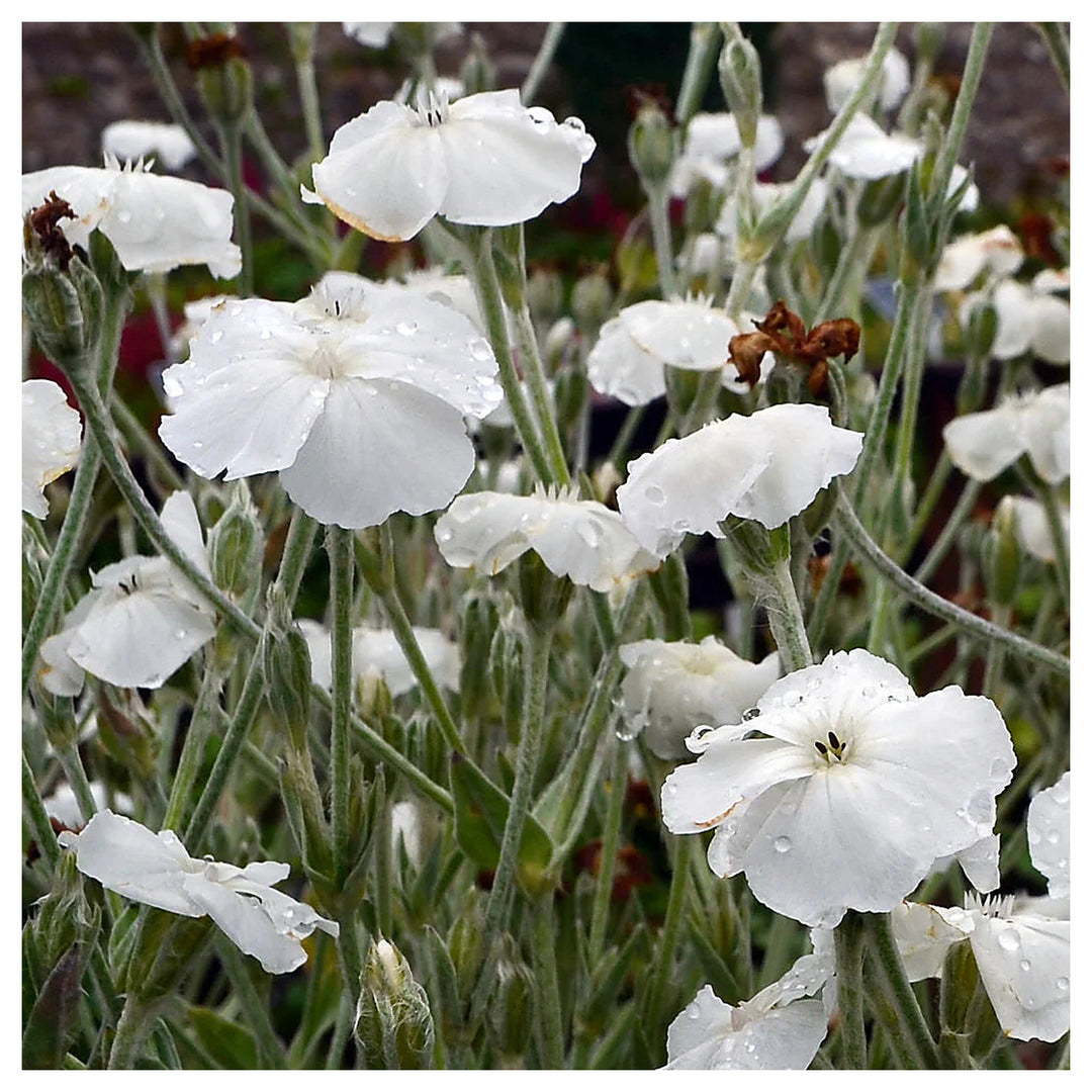 Organic White Alba Lychnis Flower Seeds for Planting – Heirloom, Non-GMO | Neera Seeds product photo [neera-v4-81edb4588f94ca2045c9]