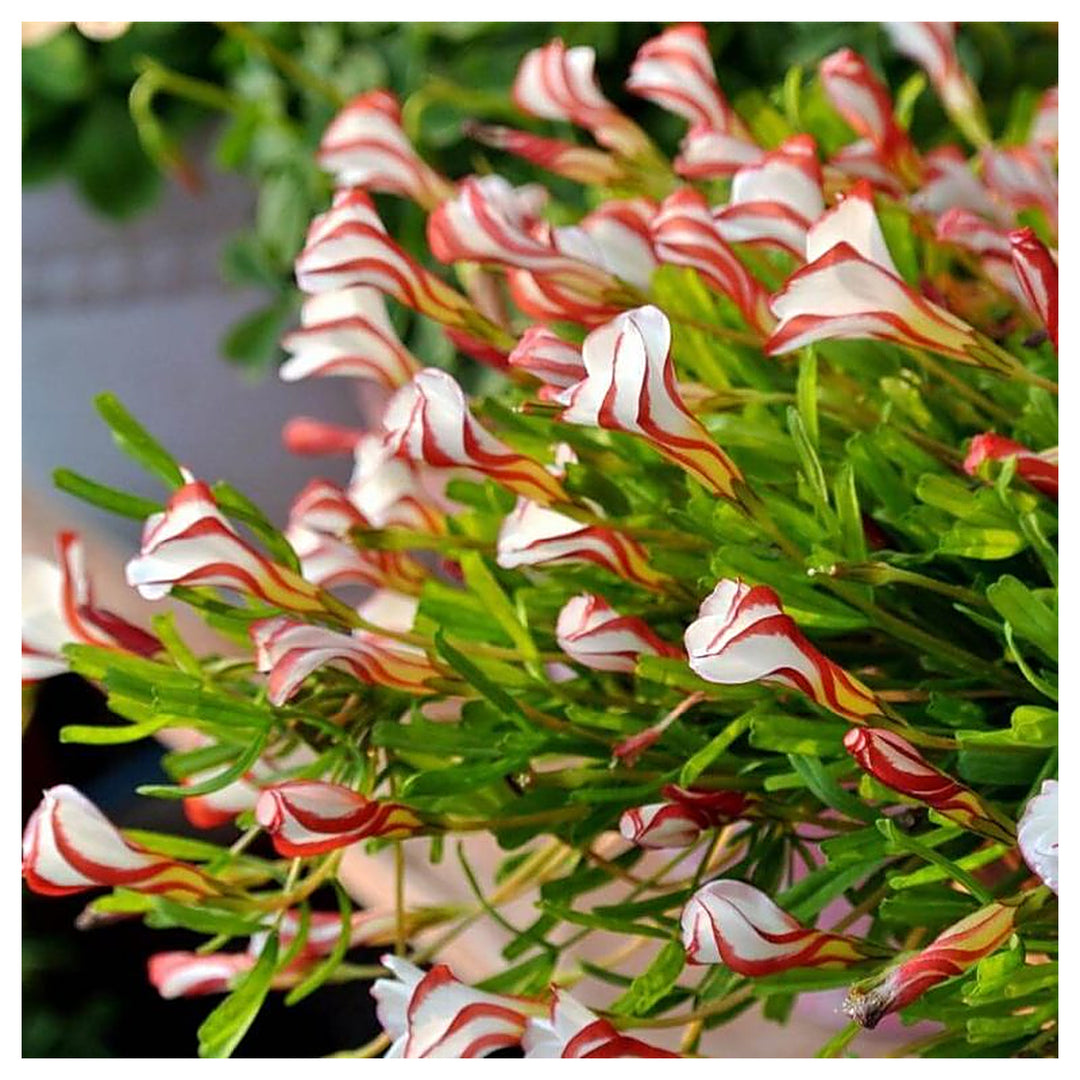 Oxalis Versicolor Orange Seeds for Planting – Heirloom, Non-GMO, High Germination Organic Garden Flower Seeds | Neera Seeds product photo [neera-v4-81eecc5fc790ee1300f4]