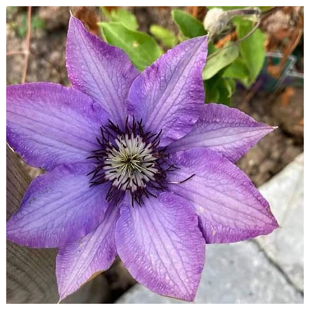 Lavender Blue Clematis Ramona Climbing Flower Rare Flower Seeds for Home Garden Planting, Fragrant | Neera Seeds product photo [neera-v4-81f7ddf434600137d1d8]