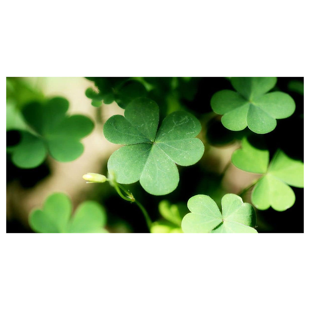 Heirloom Non-GMO Khaki Green Four Leaf Clover Seeds for Planting | Lucky Organic Garden Seeds with High Germination | Neera Seeds product photo [neera-v4-81fe1ff912590d8a2d0a]