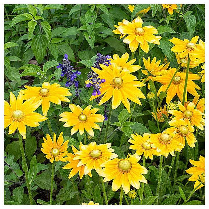 Heirloom Rudbeckia hirta ‘Prairie Sun’ Black Eyed Susan Flower Seeds for Planting - Non-GMO Seeds | Neera Seeds product photo [neera-v4-820103118538fe17d375]
