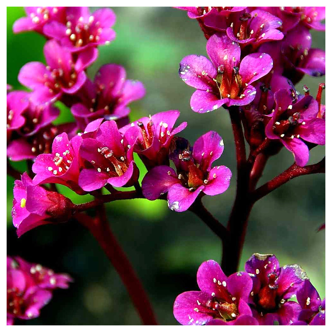 Cordifolia Flower Seeds for Planting – Heirloom, Non-GMO, High Germination Vibrant Garden Blooms | Neera Seeds product photo [neera-v4-820771c6dc7d2d2c2593]