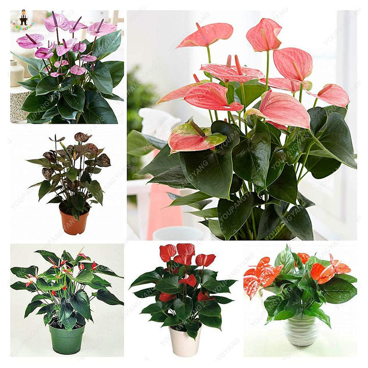 Anthurium Dark Orange Flower Seeds – Heirloom, Non-GMO, High Germination Organic Garden Seeds for Planting Exotic I | Neera Seeds product photo [neera-v4-820cf3212ded6f1f2bdf]