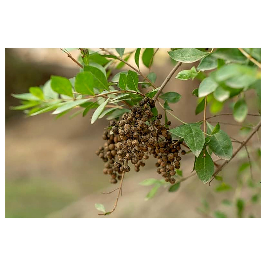 Brown Zanthoxylum Plant Seeds for Planting – Spicy Aromatic Tree Seeds | Neera Seeds product photo [neera-v4-82248d0c433edee6fdb3]