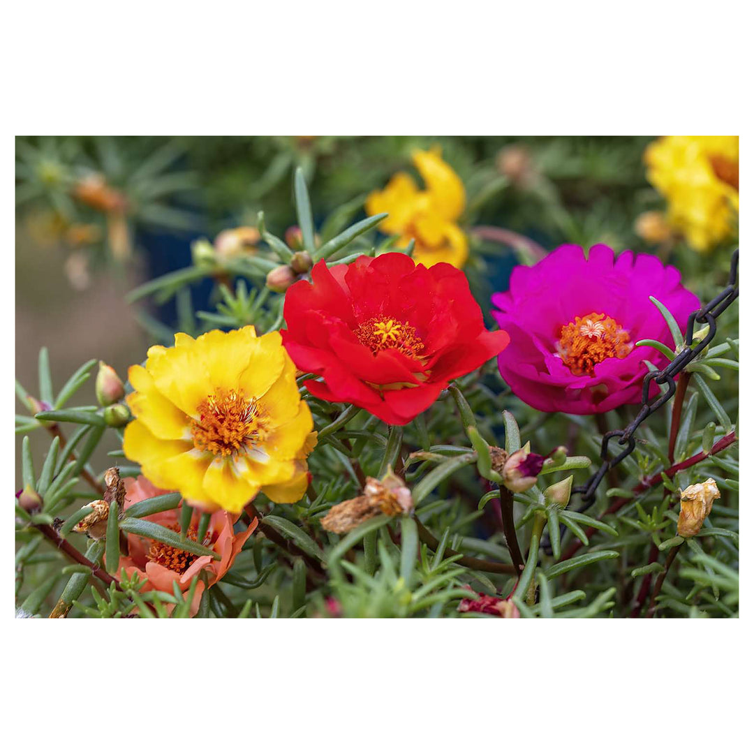 Mixed Portulaca Flower Seeds for Planting, NON GMO Seeds | Neera Seeds product photo [neera-v4-822ef453ac9688a40393]