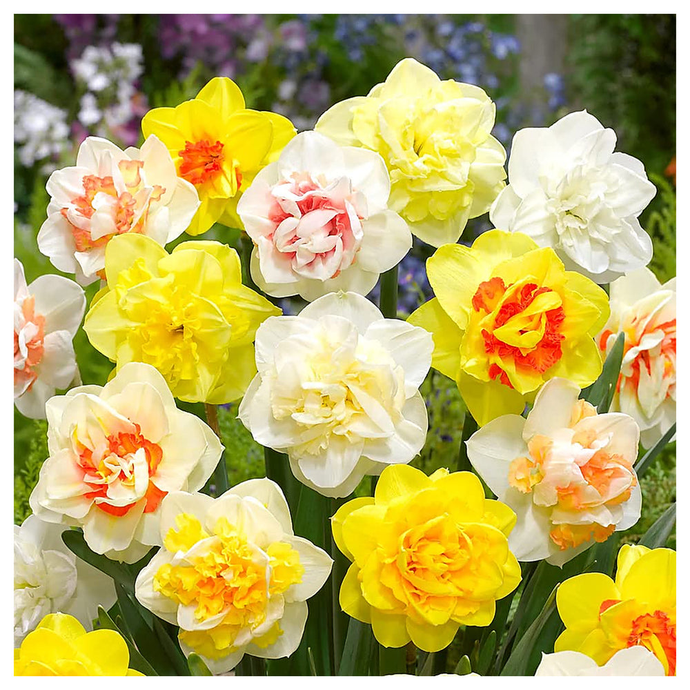 Mixed Daffodil Narcissus Flower Seeds for Planting – Heirloom, Non-GMO, Vibrant Blooms | Neera Seeds product photo [neera-v4-823ea68f89f2d50ec6f0]