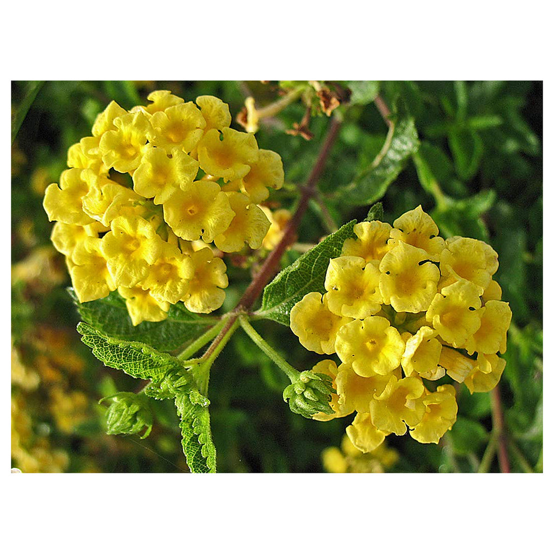 Light Yellow Lantana Flower Seeds – Heirloom Non-GMO Seeds for Planting | Neera Seeds product photo [neera-v4-8256f12bd30fab91bc7d]