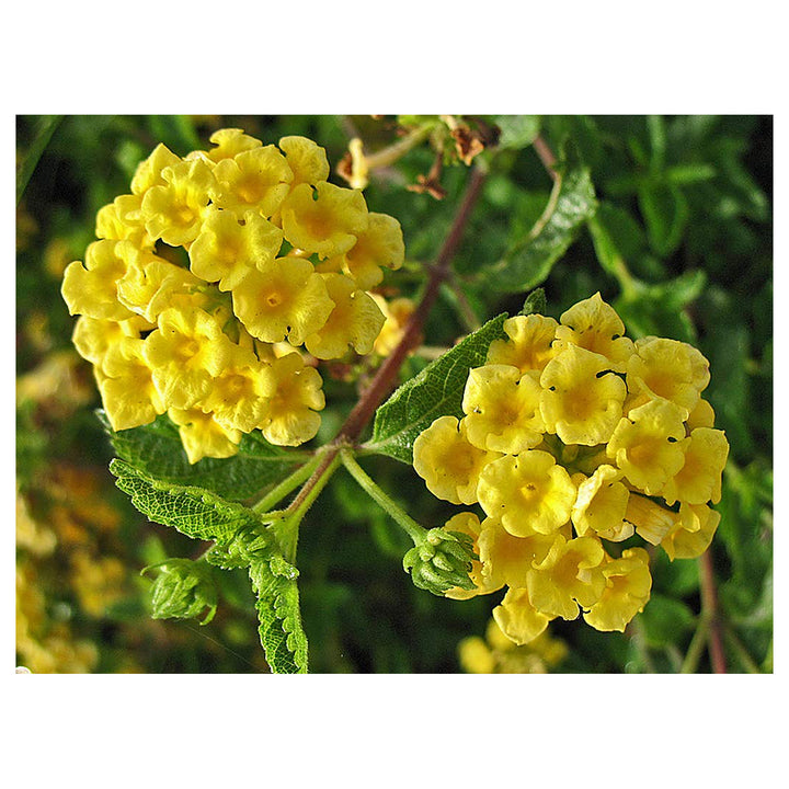 Light Yellow Lantana Flower Seeds – Heirloom Non-GMO Seeds for Planting | Neera Seeds product photo [neera-v4-8256f12bd30fab91bc7d]