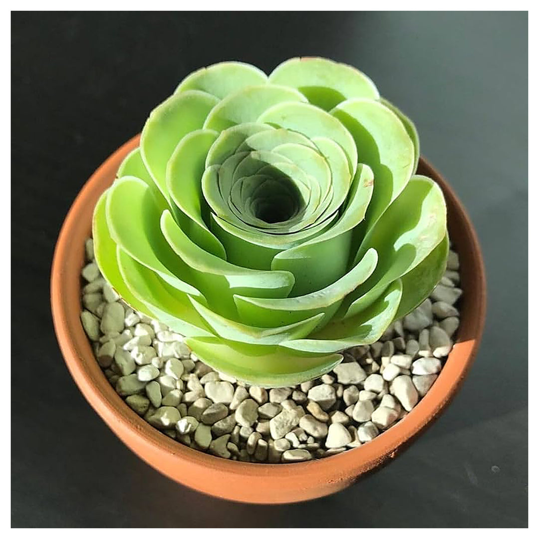 Heirloom Canary Aeonium Flower Seeds, Non-GMO Succulent Rosette Blooms for Drought-Tolerant Garden Planting | Neera Seeds product photo [neera-v4-825ed43e23f06b6b747b]