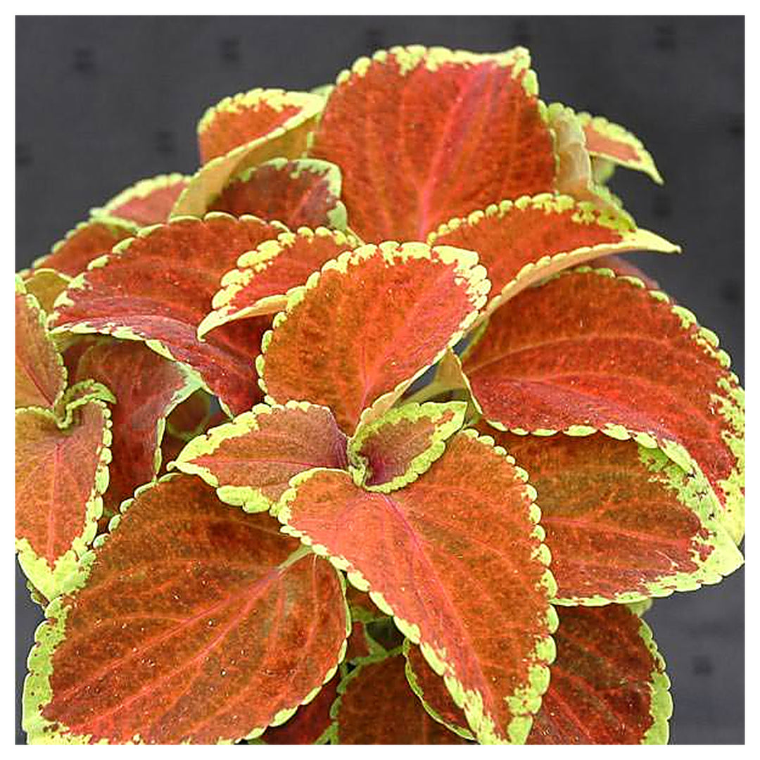 Heirloom Orange Green Coleus Flower Seeds for Planting – Non-GMO, Colorful Ornamental Foliage Variety | Neera Seeds product photo [neera-v4-825f066833f55ac9c6d5]