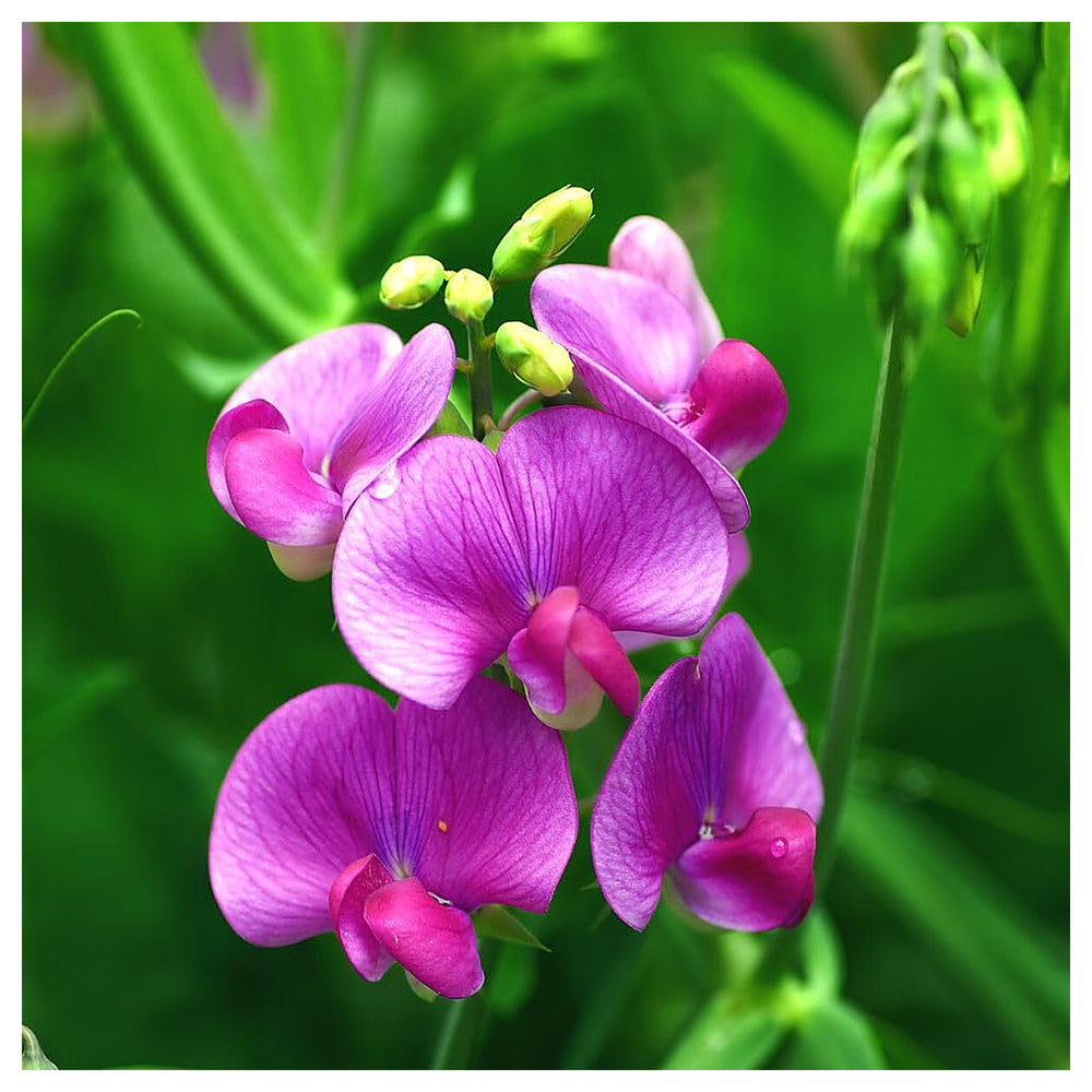 Sweet Peas Flower Seeds for Planting – Heirloom Non-GMO, High Germination Organic Garden Seeds | Neera Seeds product photo [neera-v4-825f8d985667ca5dffaf]