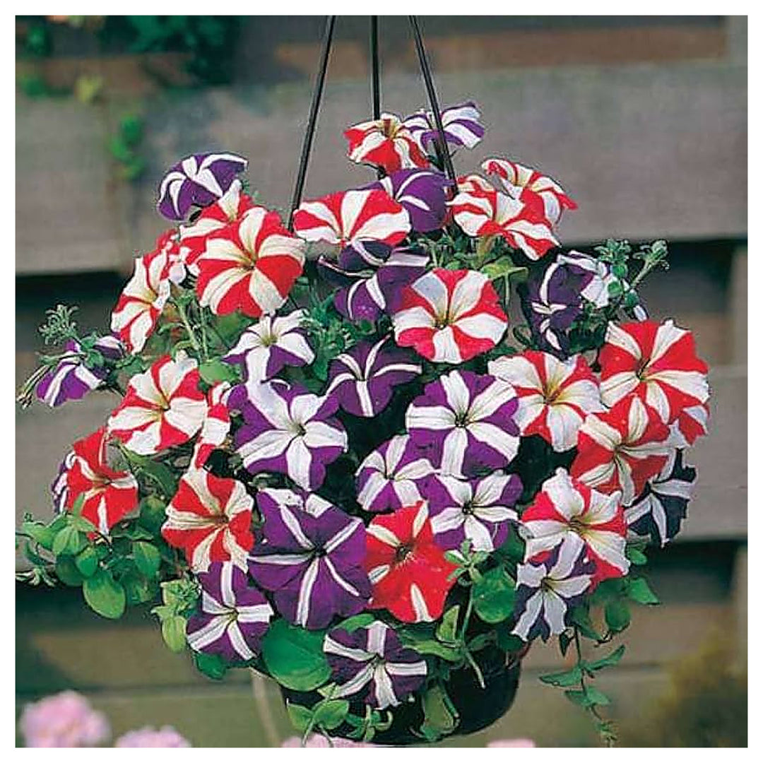 Mixed Pelleted Petunia Flower Seeds for Planting - Heirloom, NON-GMO, Easy Grow Garden Blooms | Neera Seeds product photo [neera-v4-8268a4d4f9420124fc04]