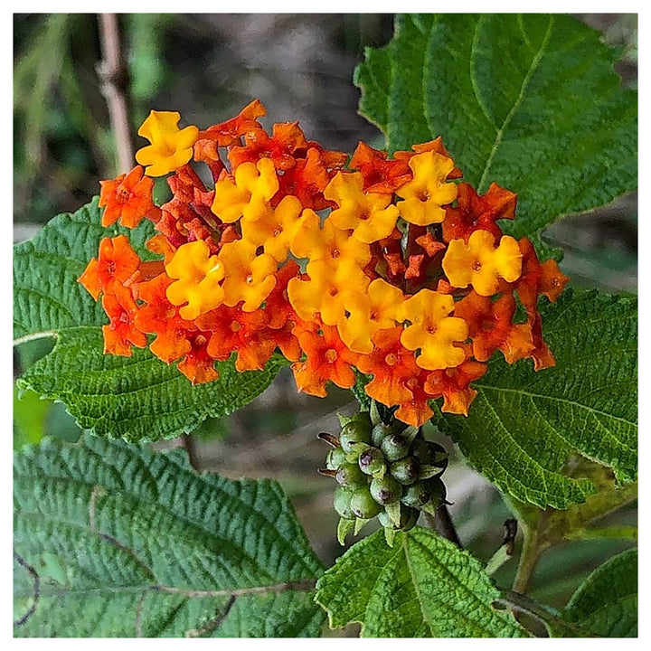 Heirloom Non-GMO Green Lantana Plant Seeds for Butterfly-Friendly Garden Planting | Neera Seeds product photo [neera-v4-82709a37f34b6a761e12]