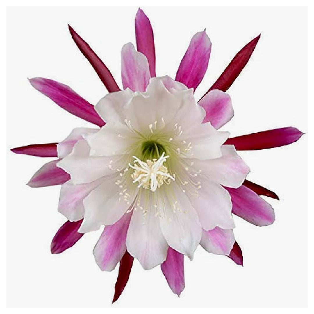 White Violet Epiphyllum Flower Seeds for Garden Planting – Heirloom, Non-GMO, High Germination Organic Seeds | Neera Seeds product photo [neera-v4-8273d05ca2e076e4d0cd]