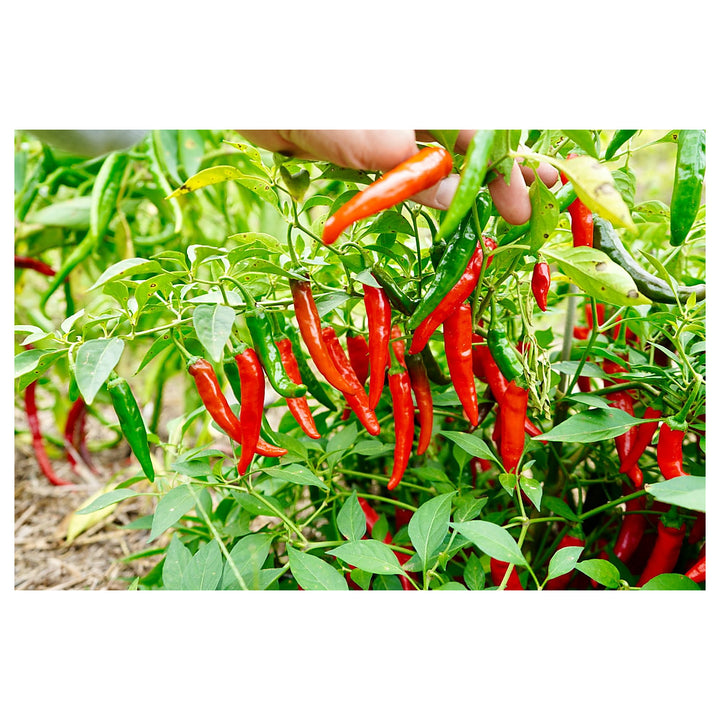 Short Cayenne Pepper Seeds – Indian Dry Red Chili Vegetable Seeds for Planting, High Yield, Non-GMO, Heirloom Varie | Neera Seeds product photo [neera-v4-8282f424cbbb43c2f0b9]