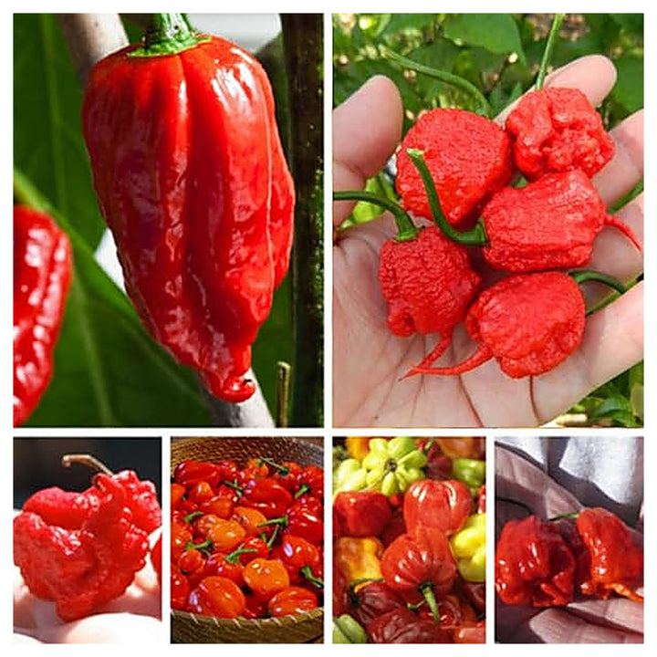 Butch T Scorpion Pepper Seeds for Planting – Heirloom, Non-GMO, High Germination, Organic Garden Seeds | Neera Seeds product photo [neera-v4-828aa74637340c657eed]
